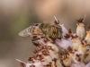 Eristalinus taeniops